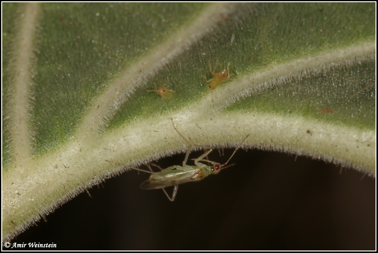 Miridae: Nesidiocoris tenuis in Israele